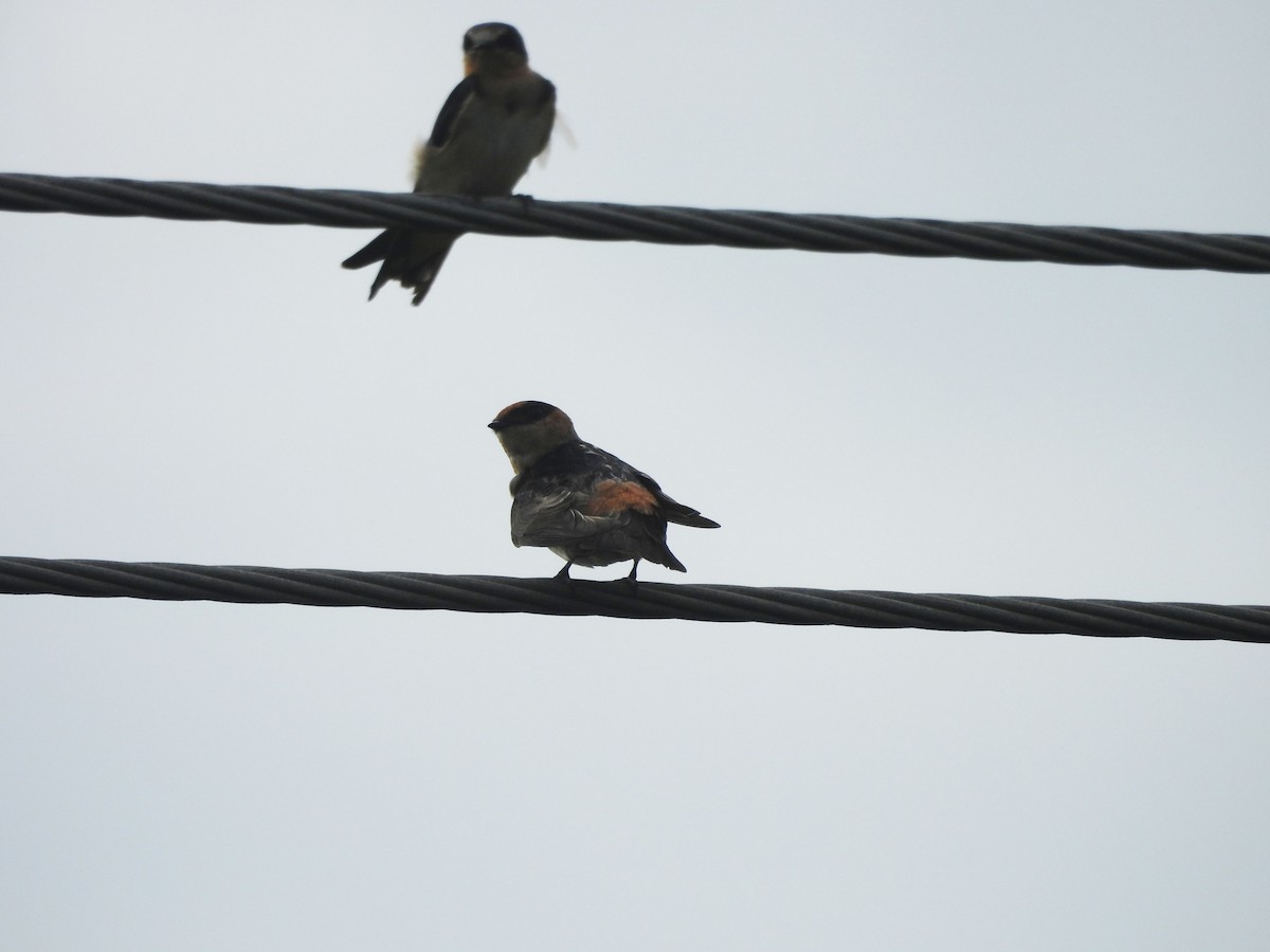 Cave Swallow - ML646596556