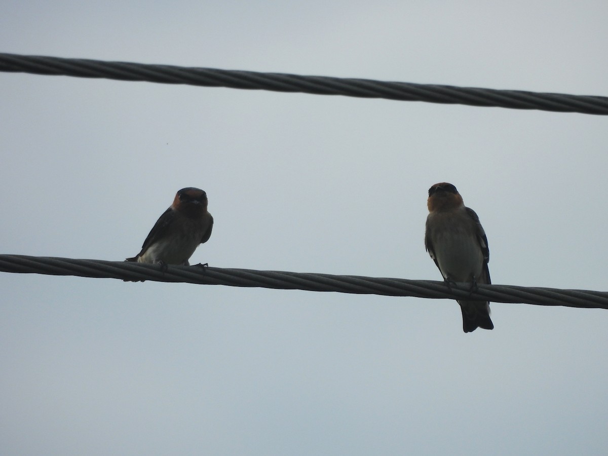 Cave Swallow - ML646596557