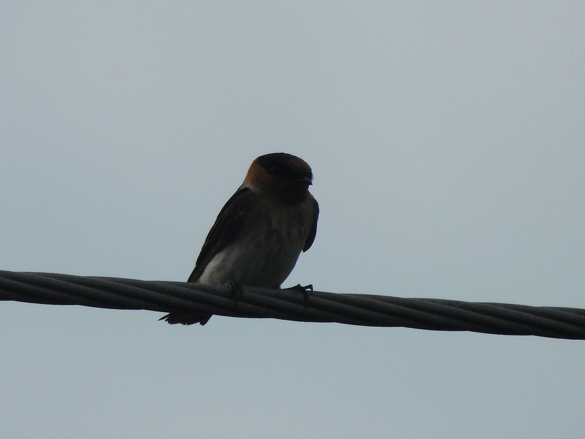 Cave Swallow - ML646596558
