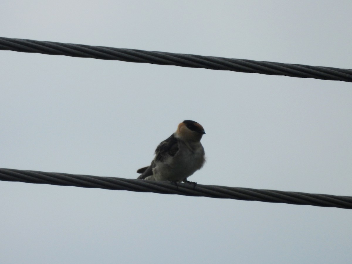 Cave Swallow - ML646596559