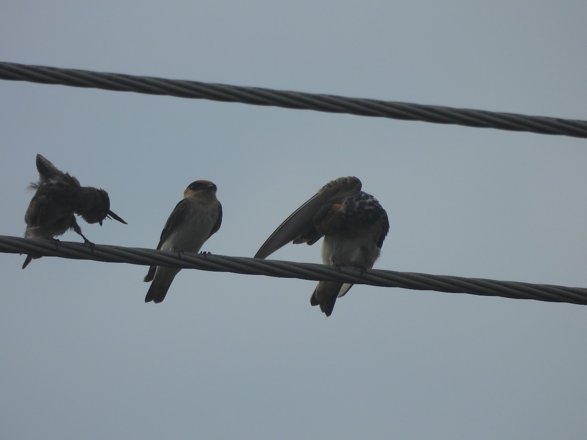 Cave Swallow - ML646596560