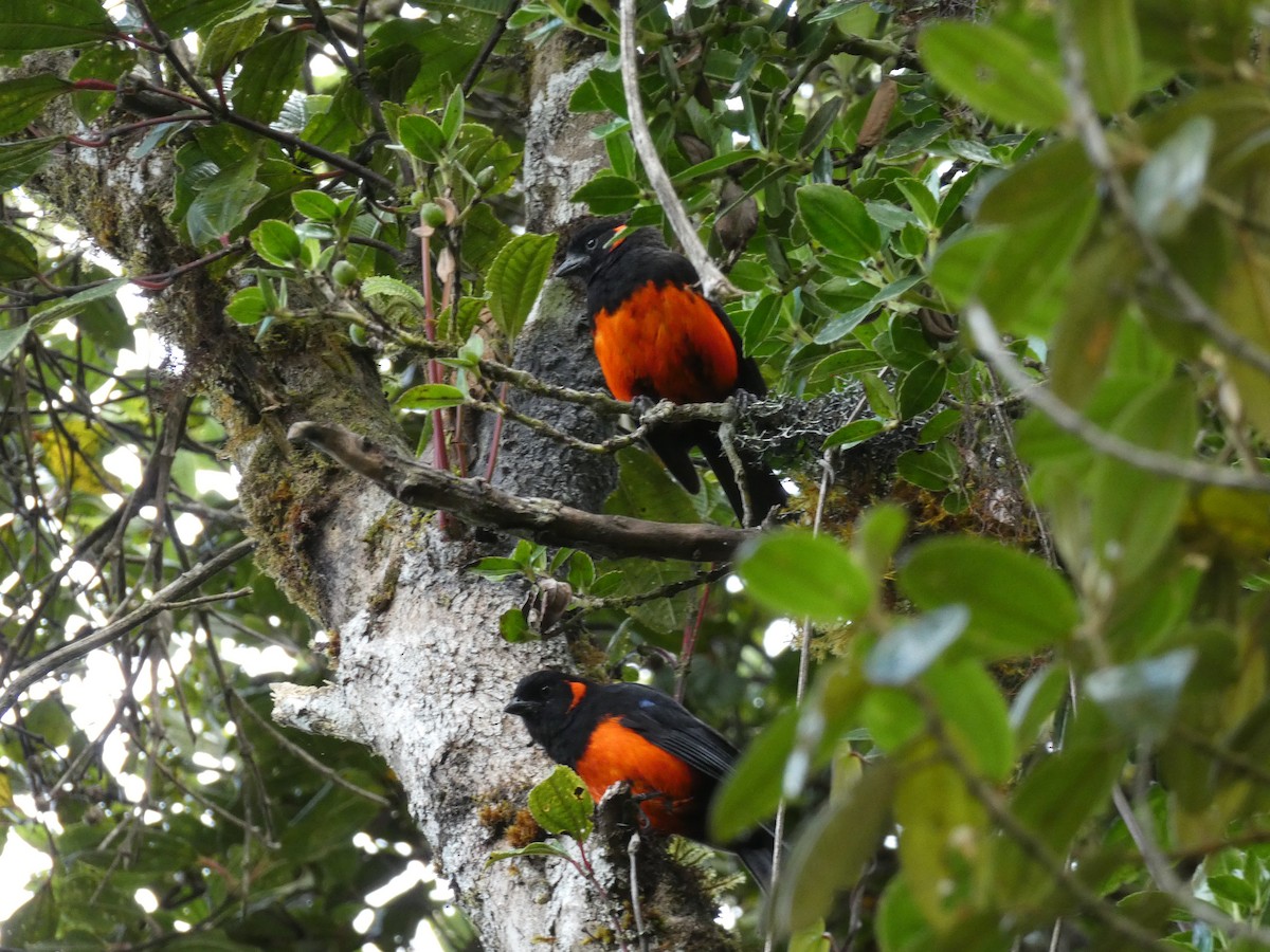 Scarlet-bellied Mountain Tanager - ML646596561
