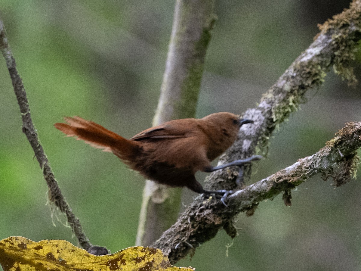 Einfarb-Zaunkönig - ML646596563