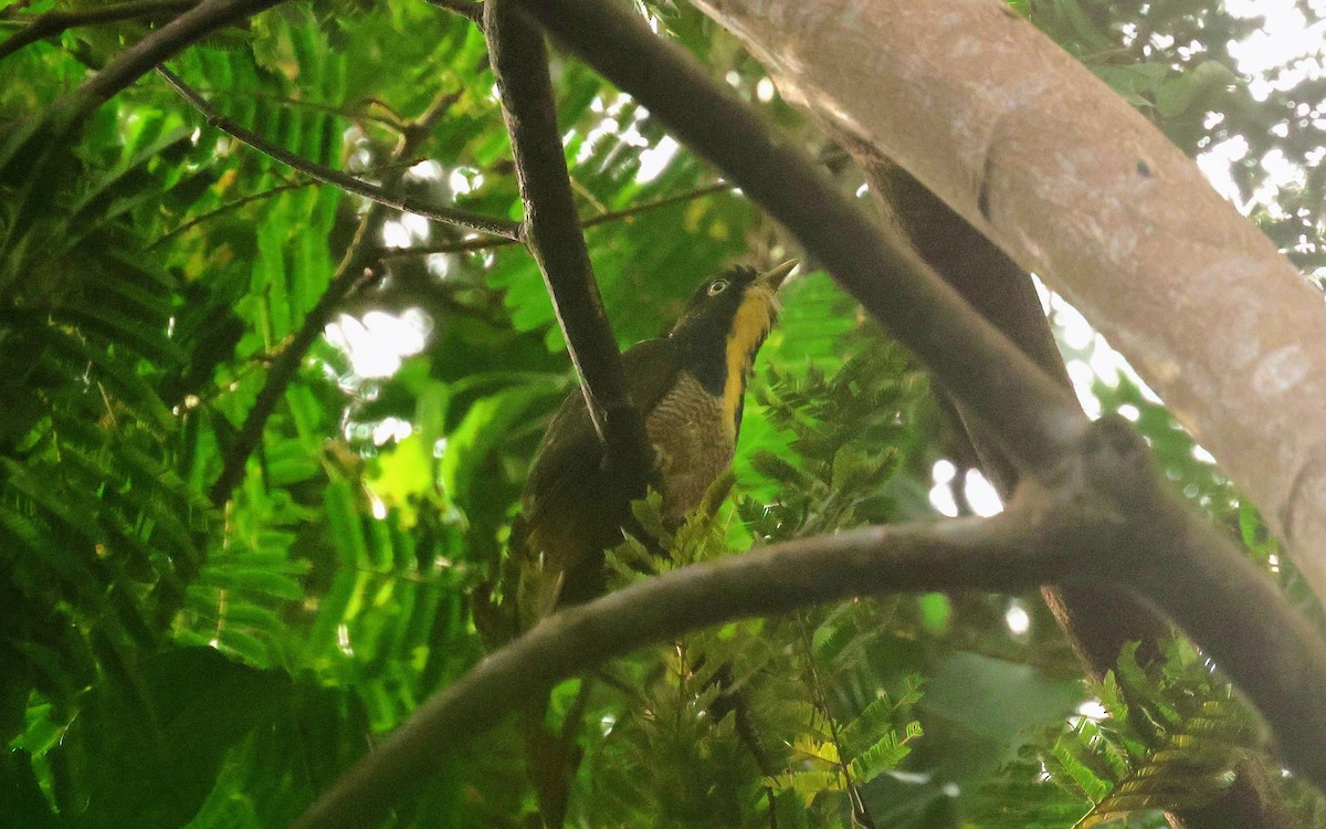 kukačka žlutohrdlá - ML646596564