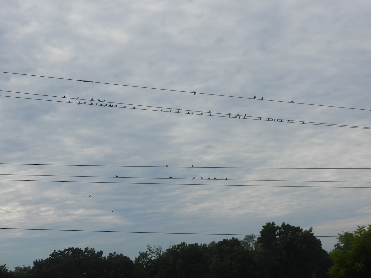 家燕 - ML646596565