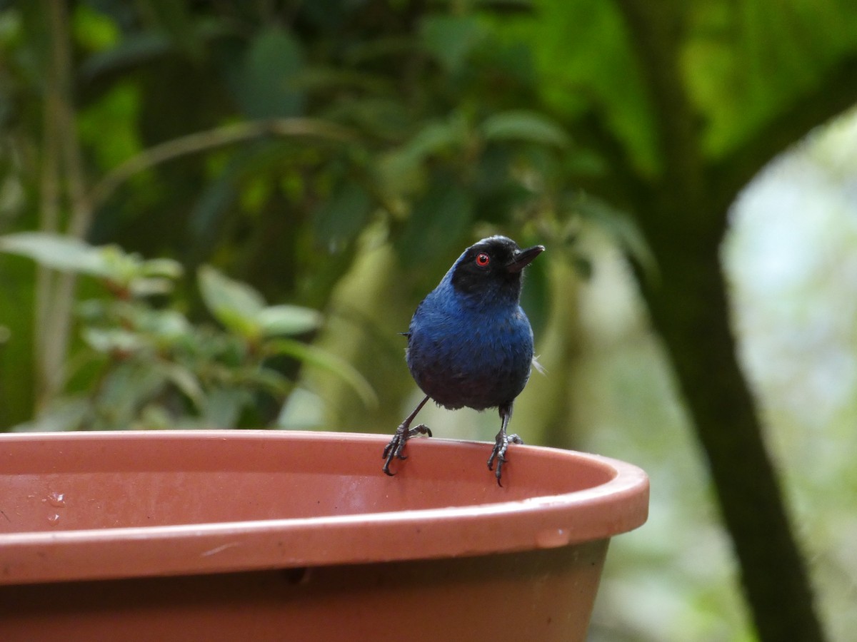 Masked Flowerpiercer - ML646596566