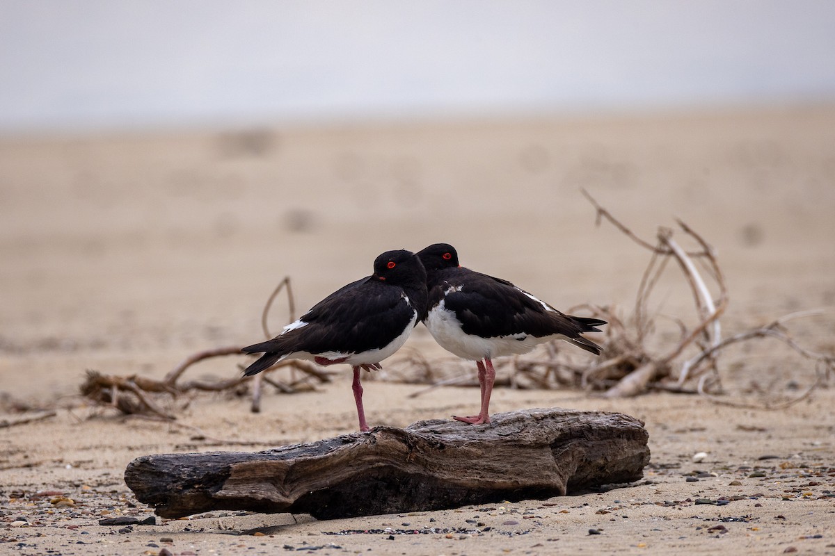 Australausternfischer - ML646596568