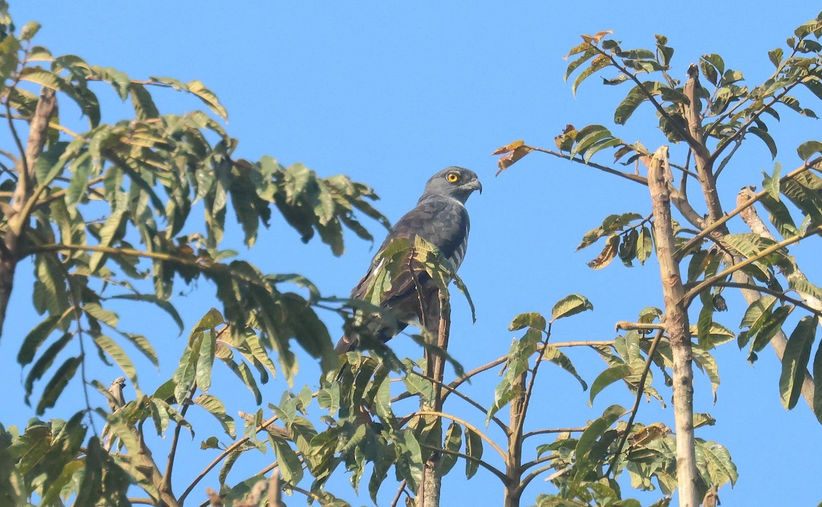 aviceda kukačkovitá - ML646596570