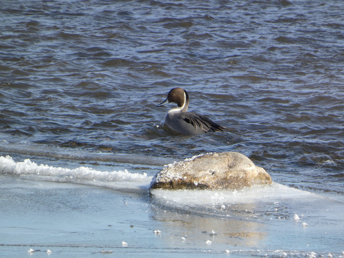 Northern Pintail - ML646596571