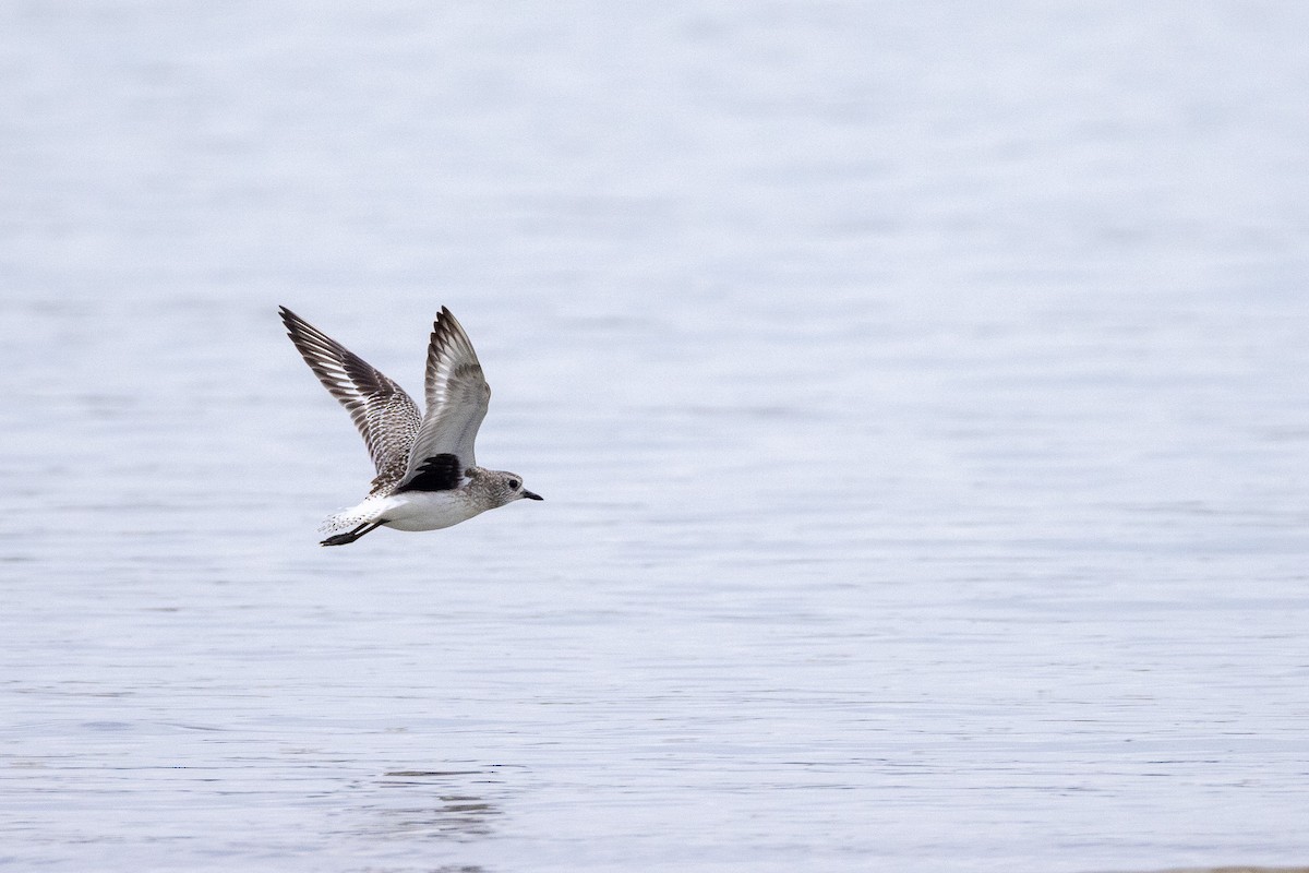 חופזי מנומר - ML646596575