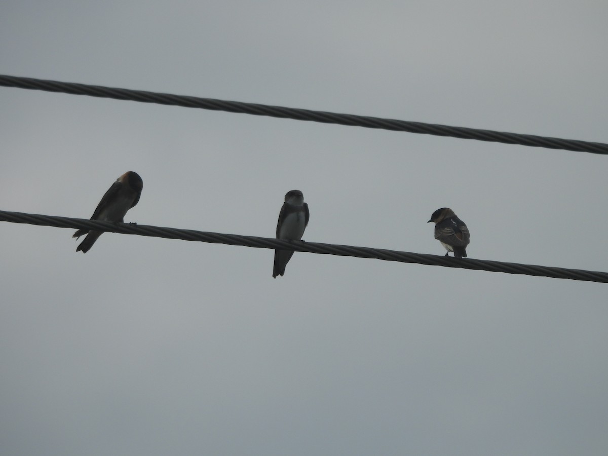 灰沙燕 - ML646596577