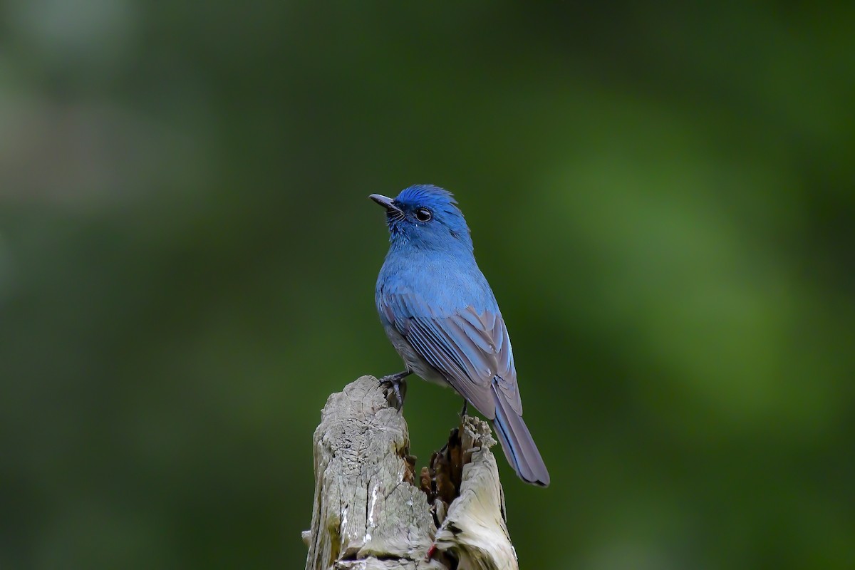 インドアイイロヒタキ - ML646596581