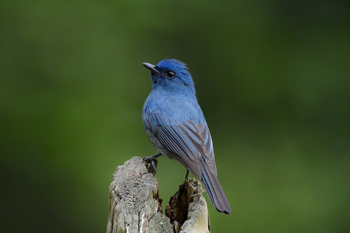 インドアイイロヒタキ - ML646596582