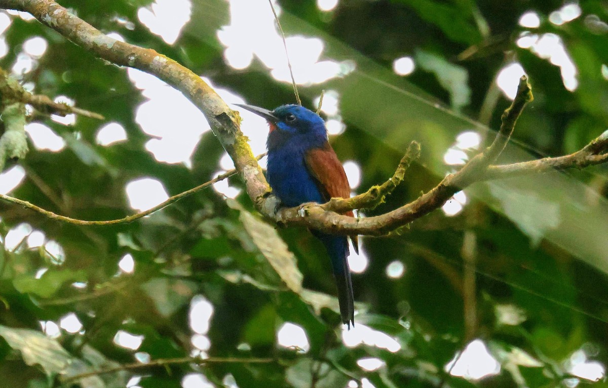 vlha modrohlavá - ML646596583