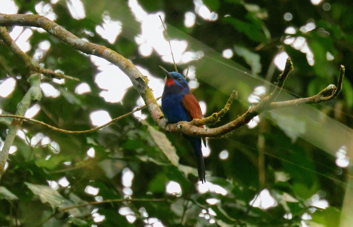 vlha modrohlavá - ML646596584