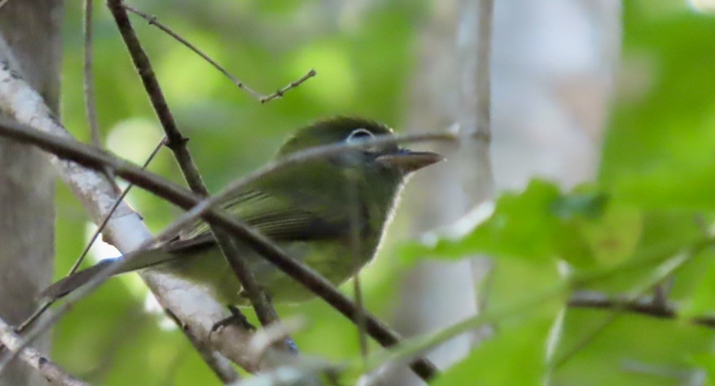 Eye-ringed Flatbill - ML646596585