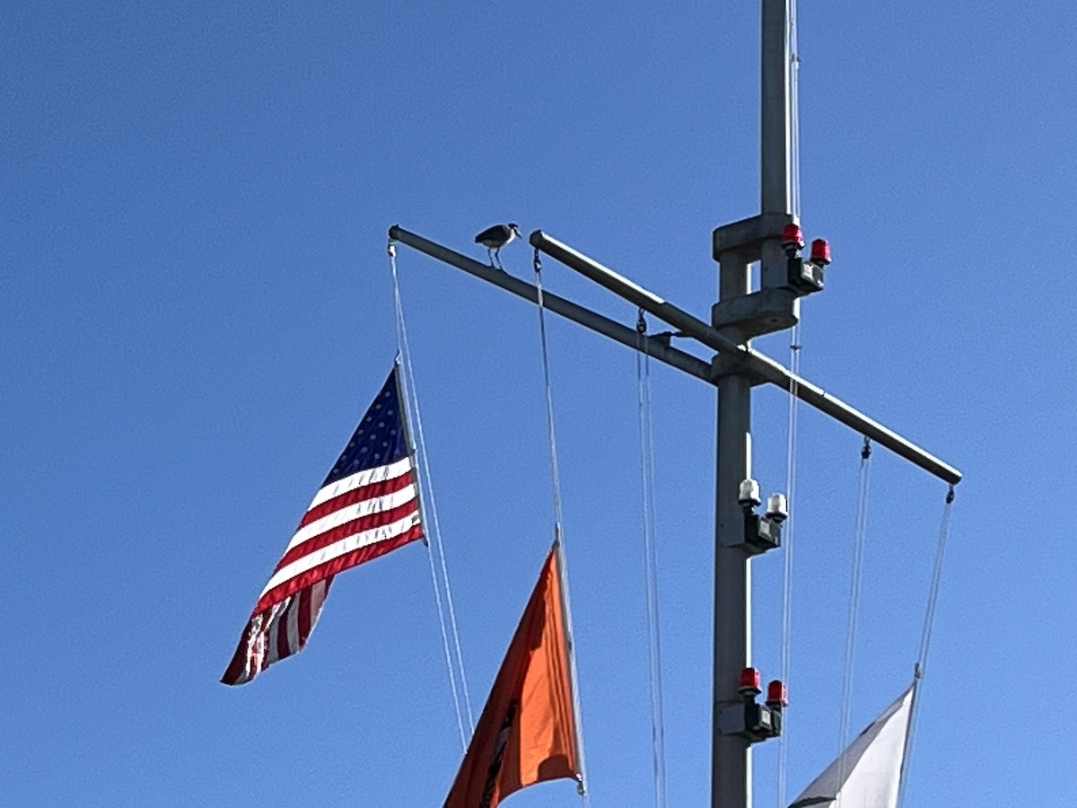 Yellow-crowned Night Heron - ML646596587