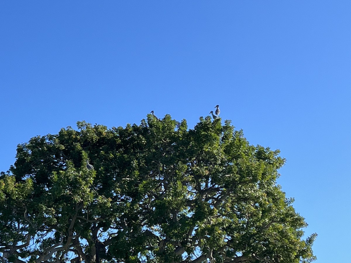 Yellow-crowned Night Heron - ML646596588