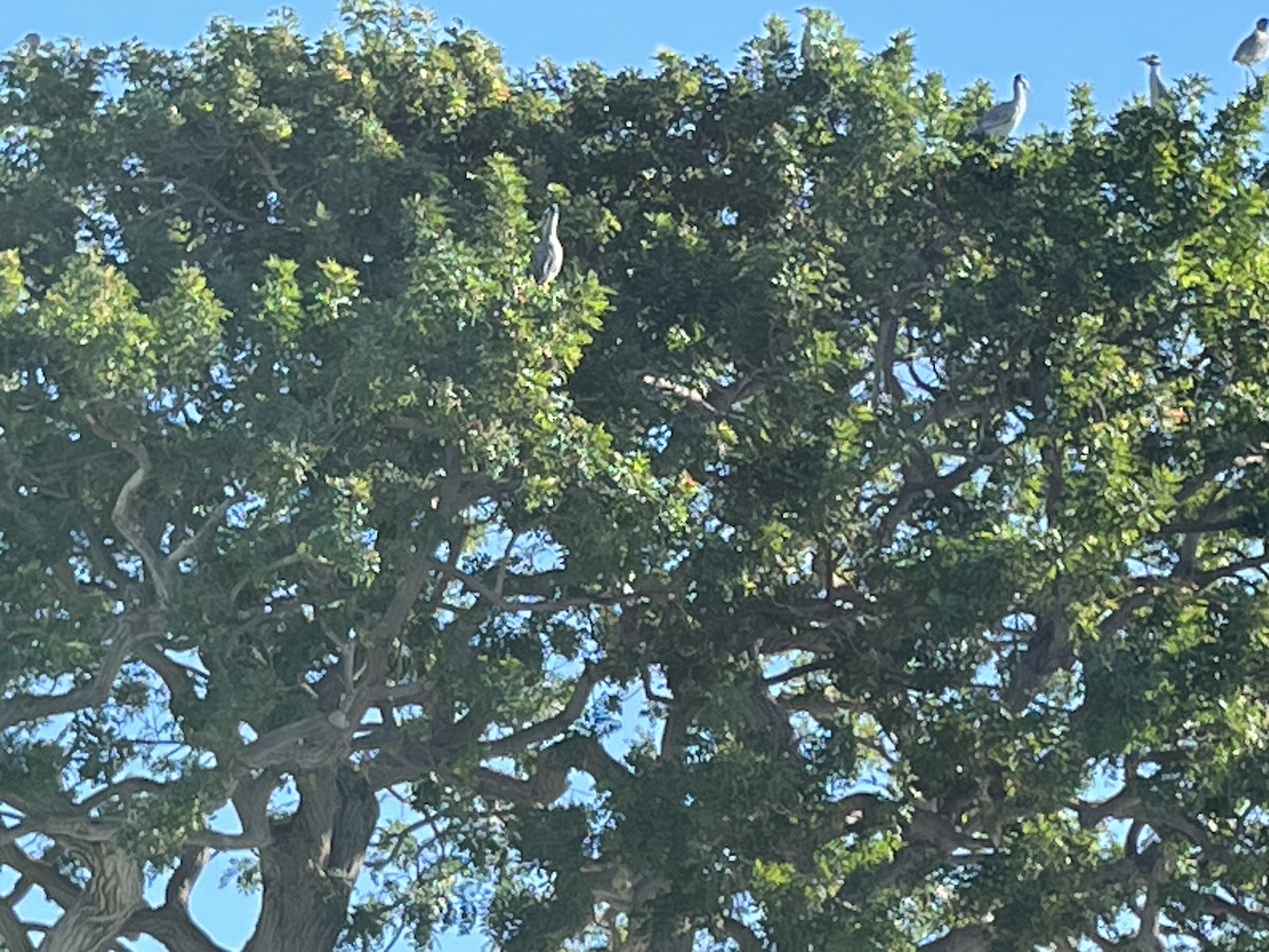 Yellow-crowned Night Heron - ML646596589