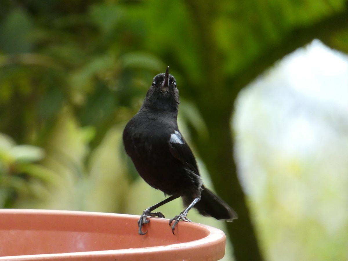 Pinchaflor Satinado - ML646596590