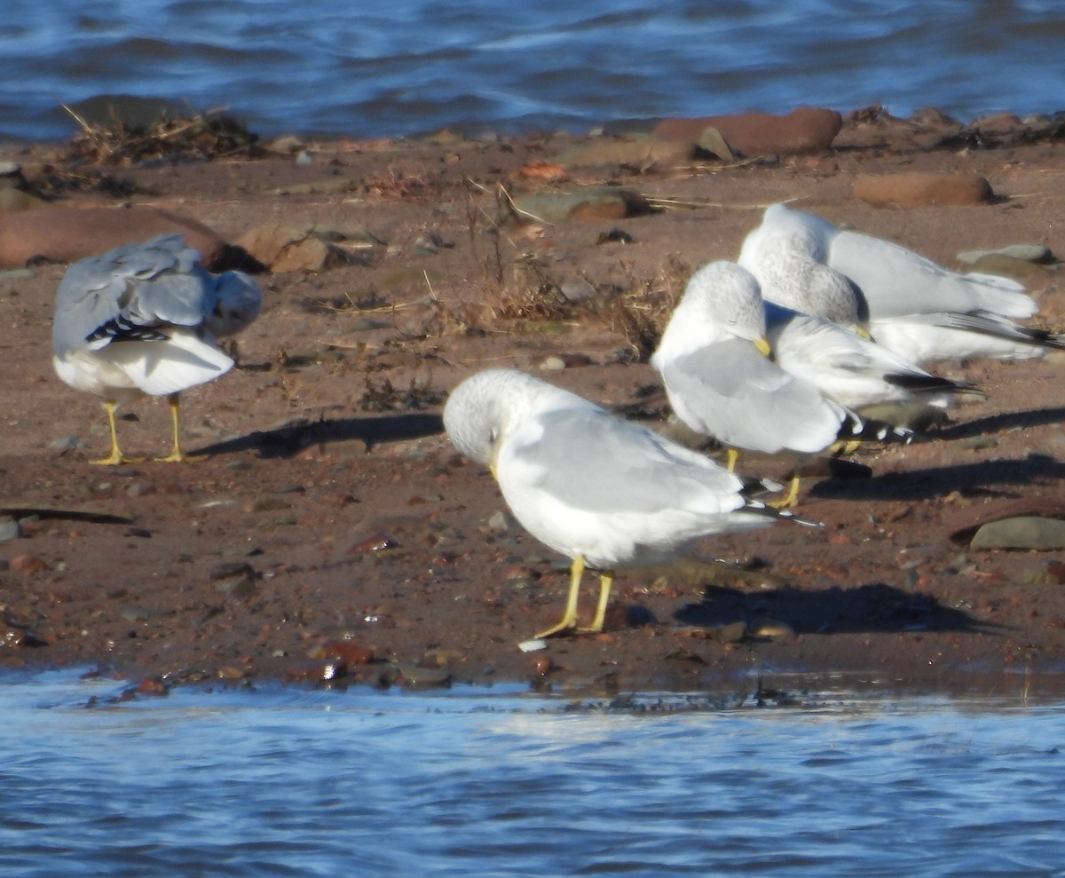 Делавэрская чайка - ML646596592