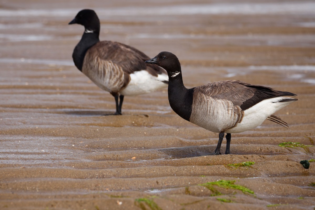 Barnacla Carinegra - ML646596599
