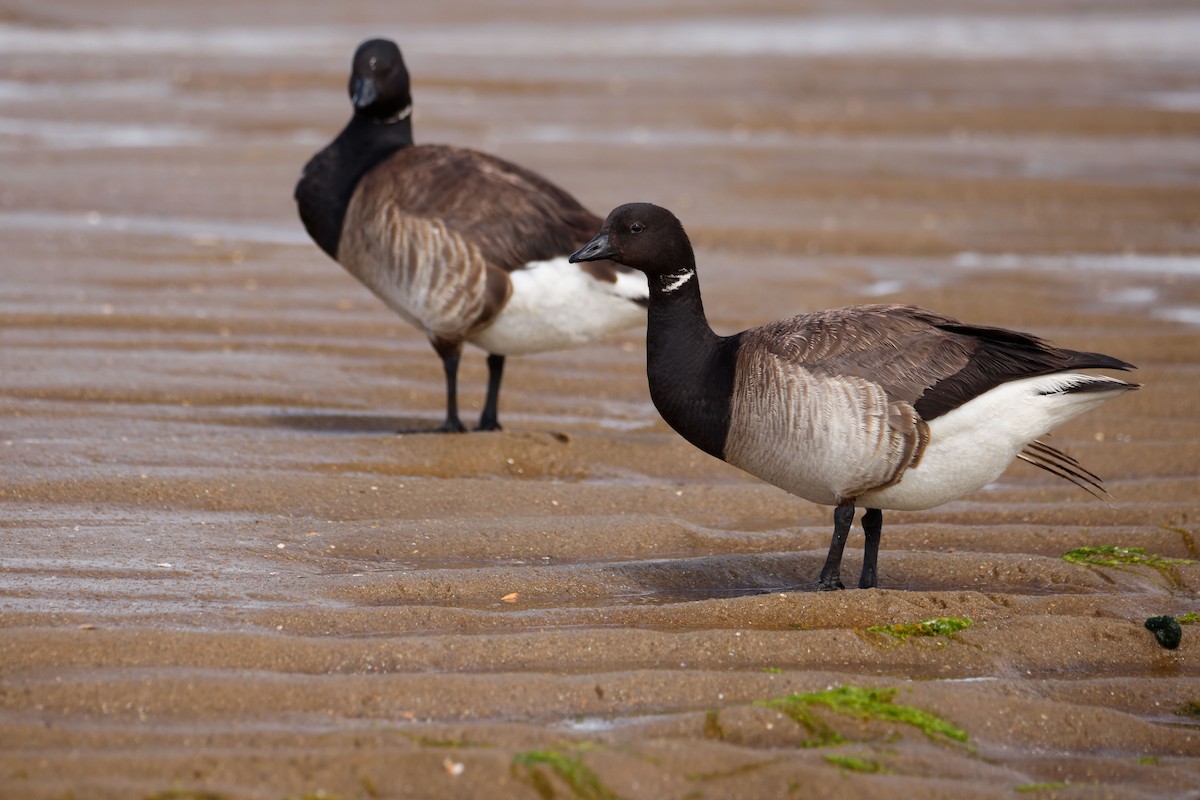 Barnacla Carinegra - ML646596600