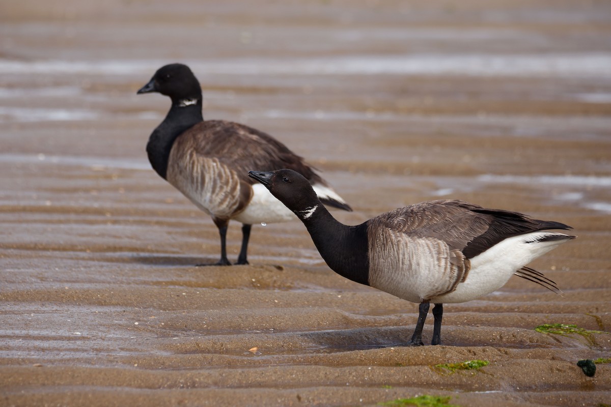 Barnacla Carinegra - ML646596604