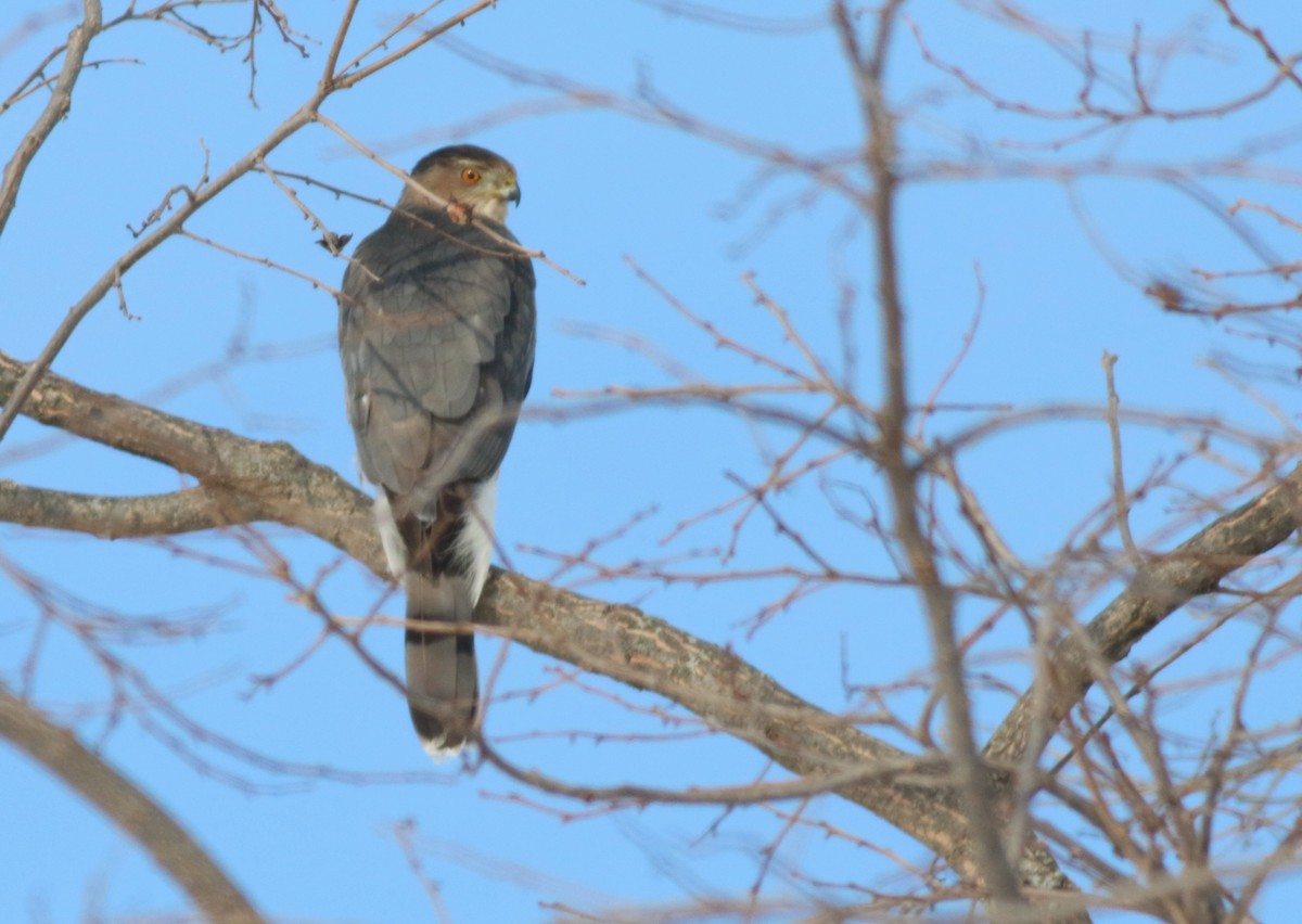 Gavilán de Cooper - ML646596606