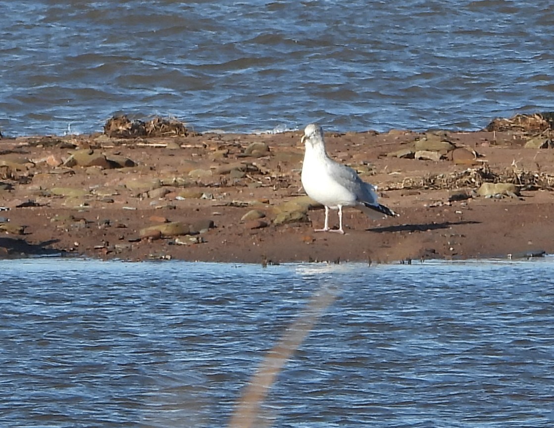 Gaviota Argéntea Americana - ML646596607