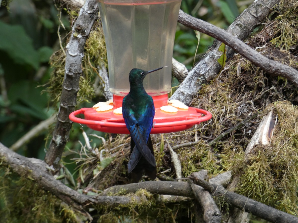 Colibrí Aliazul - ML646596609
