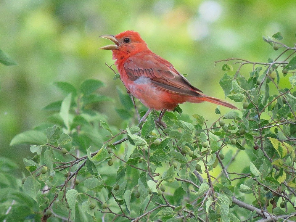 Summer Tanager - ML64659661