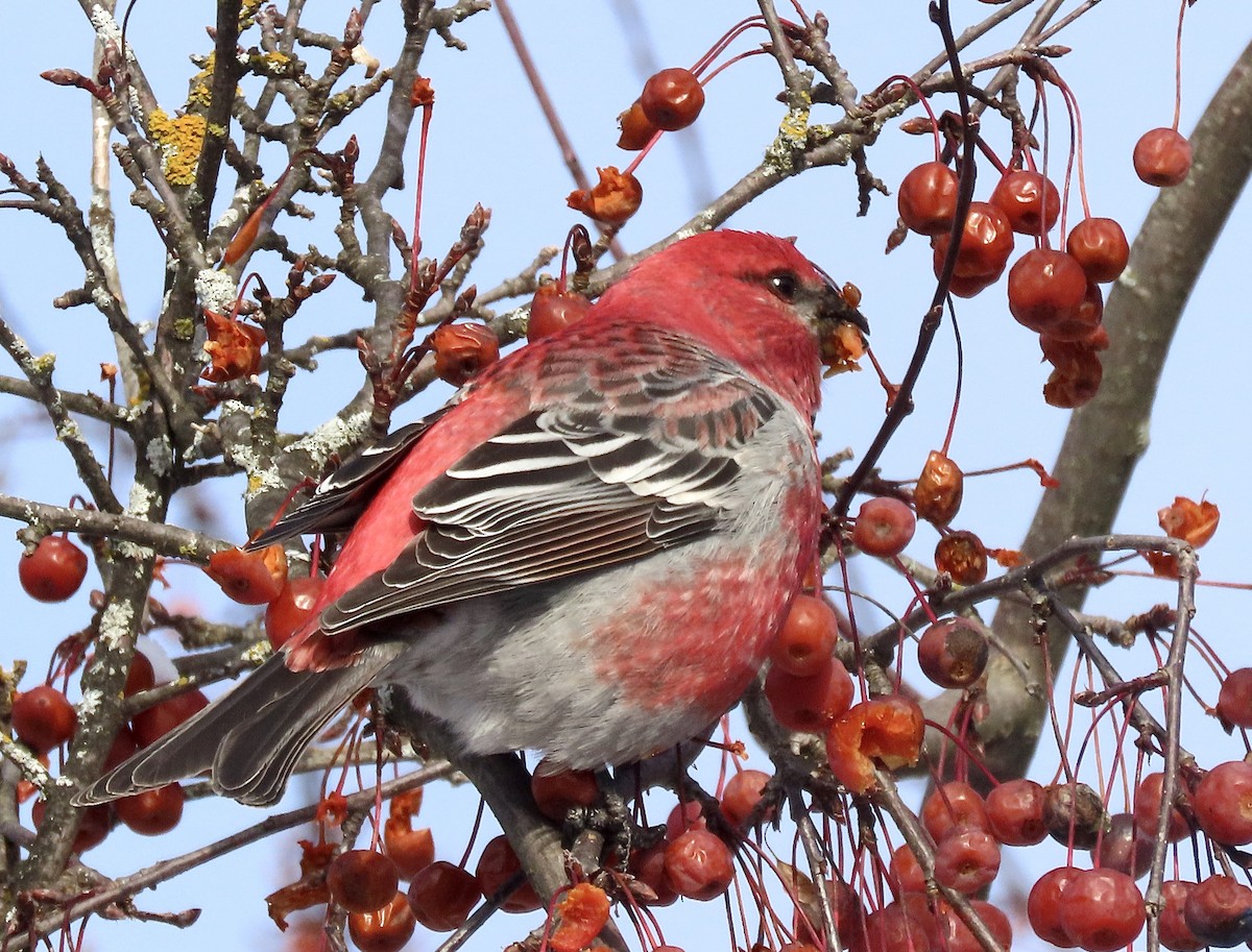 Pine Grosbeak - ML646596610