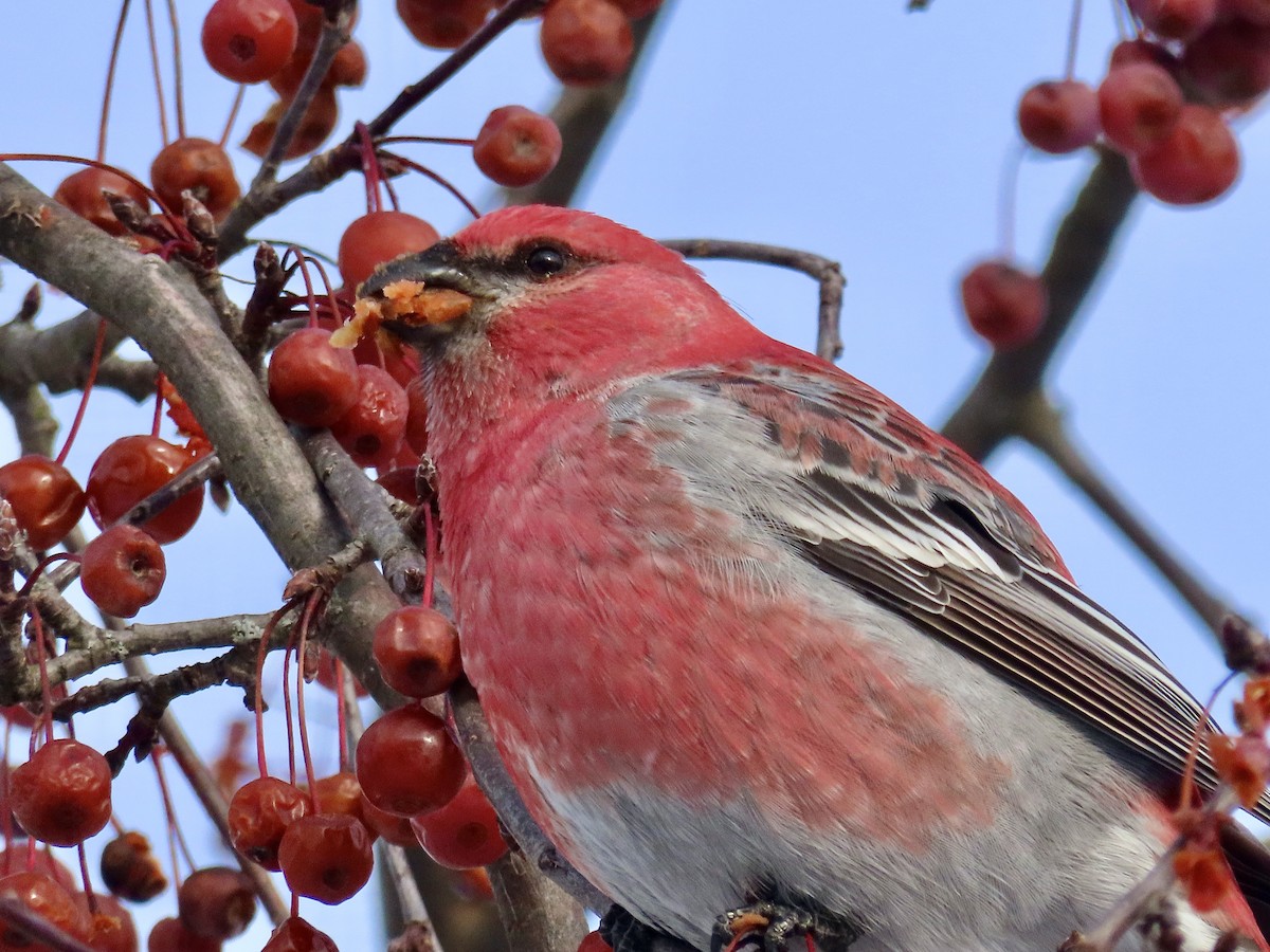 Pine Grosbeak - ML646596611