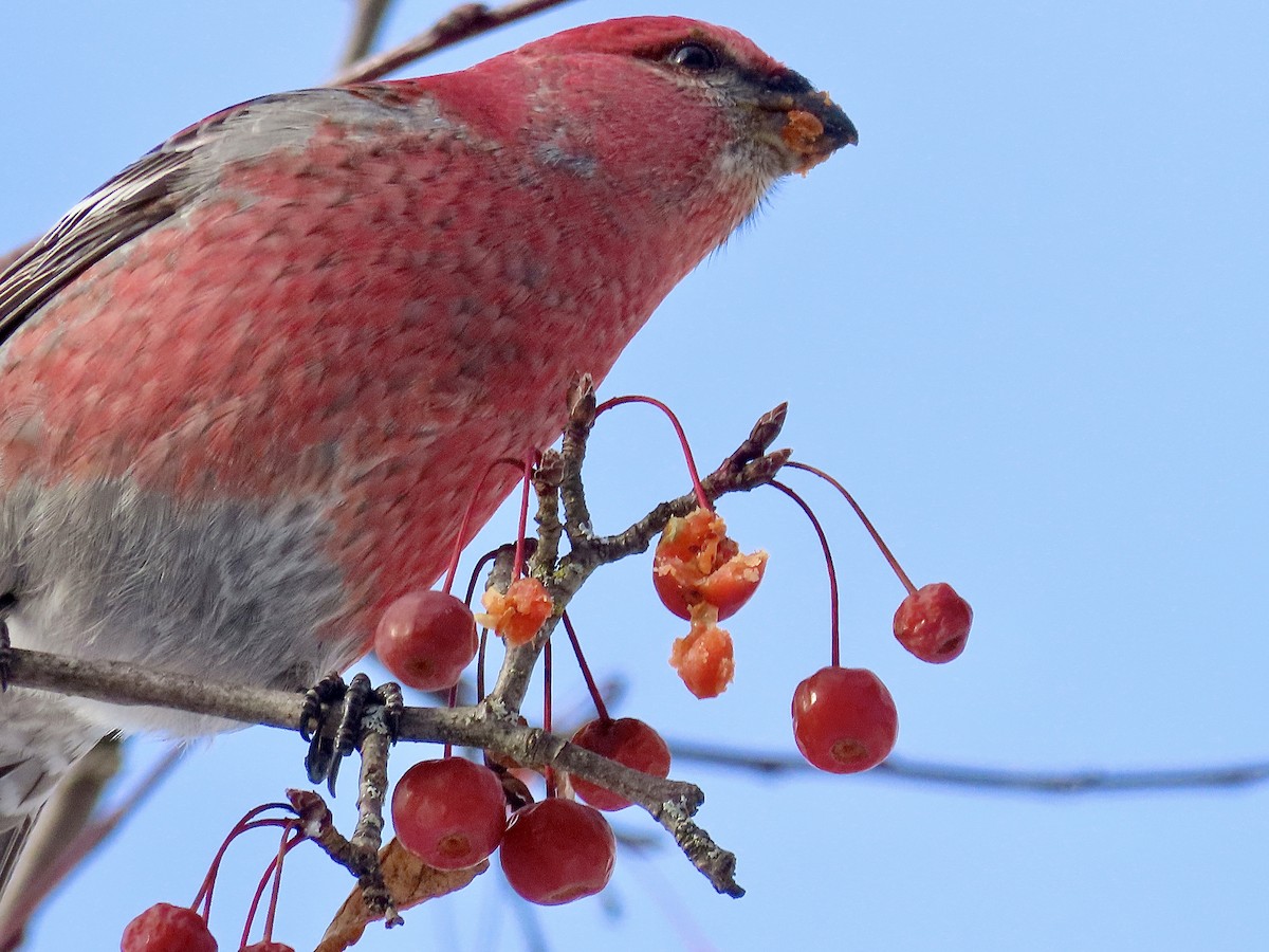 Pine Grosbeak - ML646596612