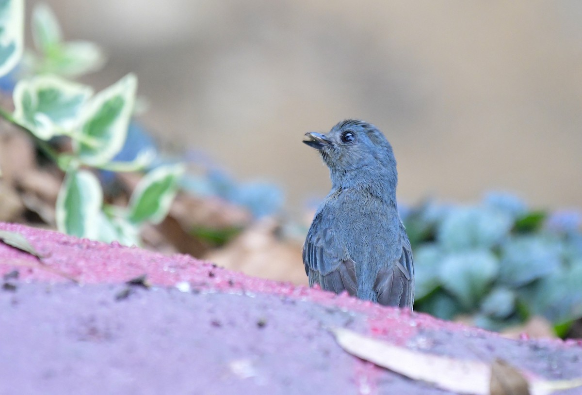 Papamoscas de Los Nilgiri - ML646596613