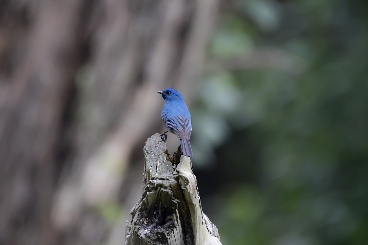 Papamoscas de Los Nilgiri - ML646596614