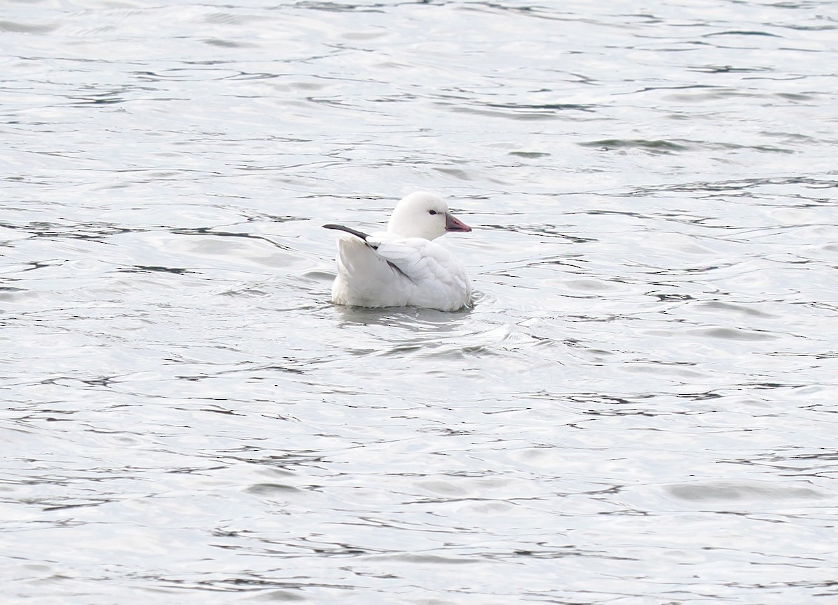 Ánsar de Ross - ML646596615