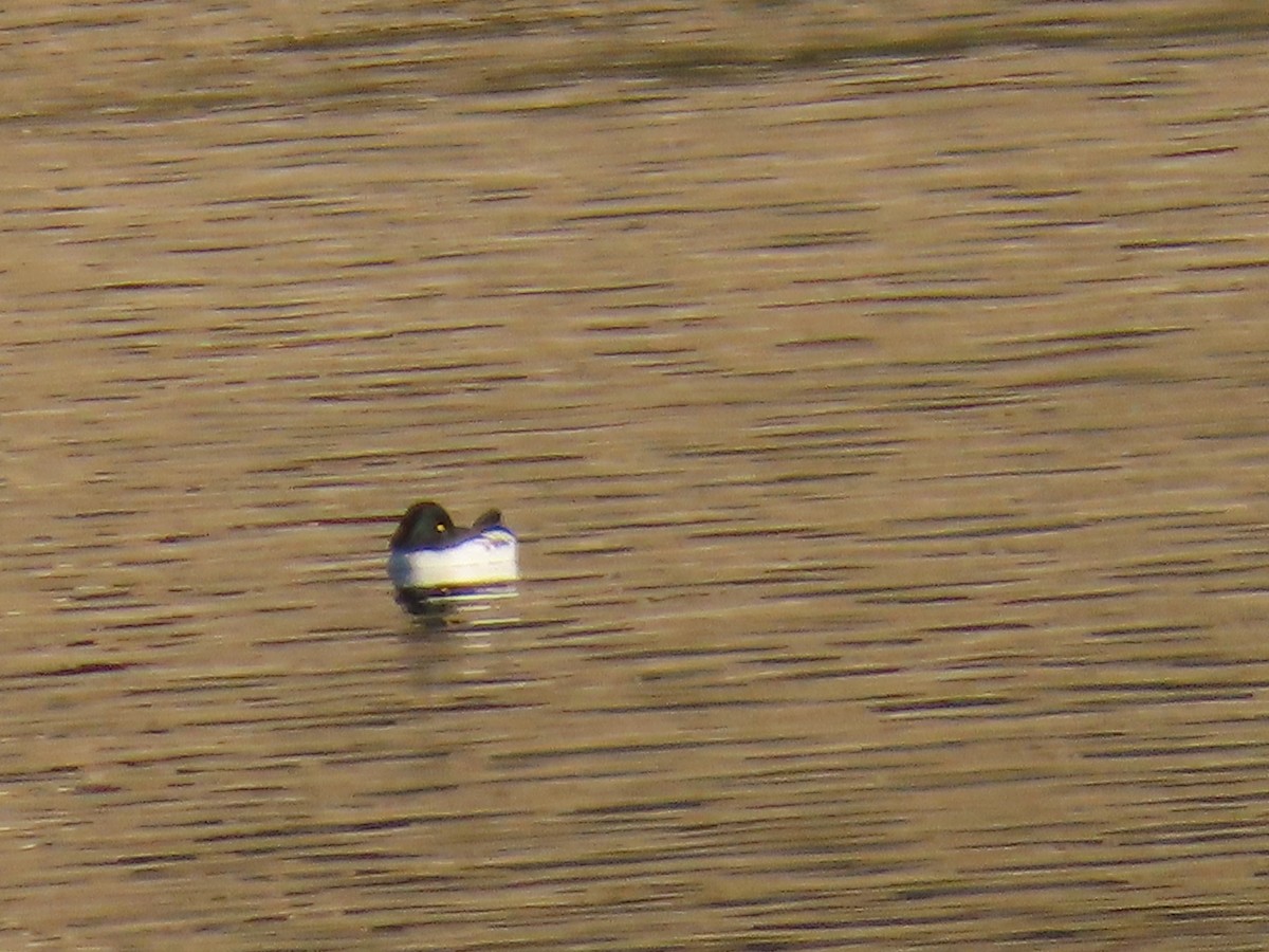 Porrón Osculado - ML646596617