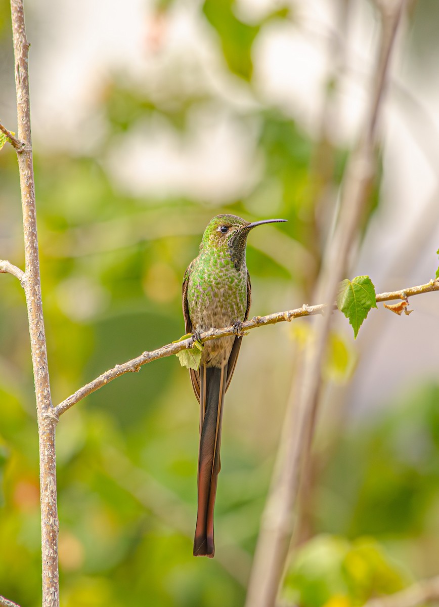 Colibrí Cometa - ML646596618