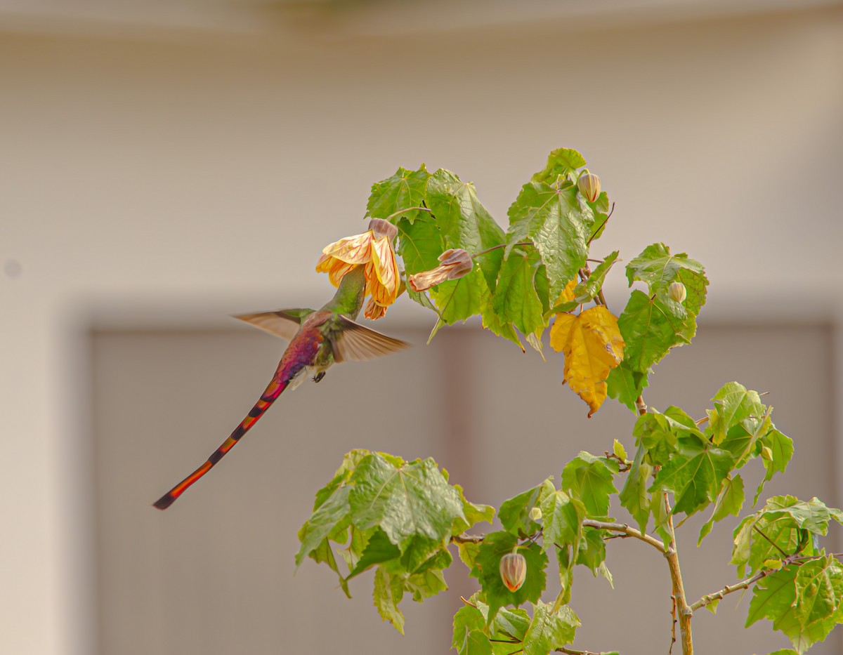 Colibrí Cometa - ML646596619