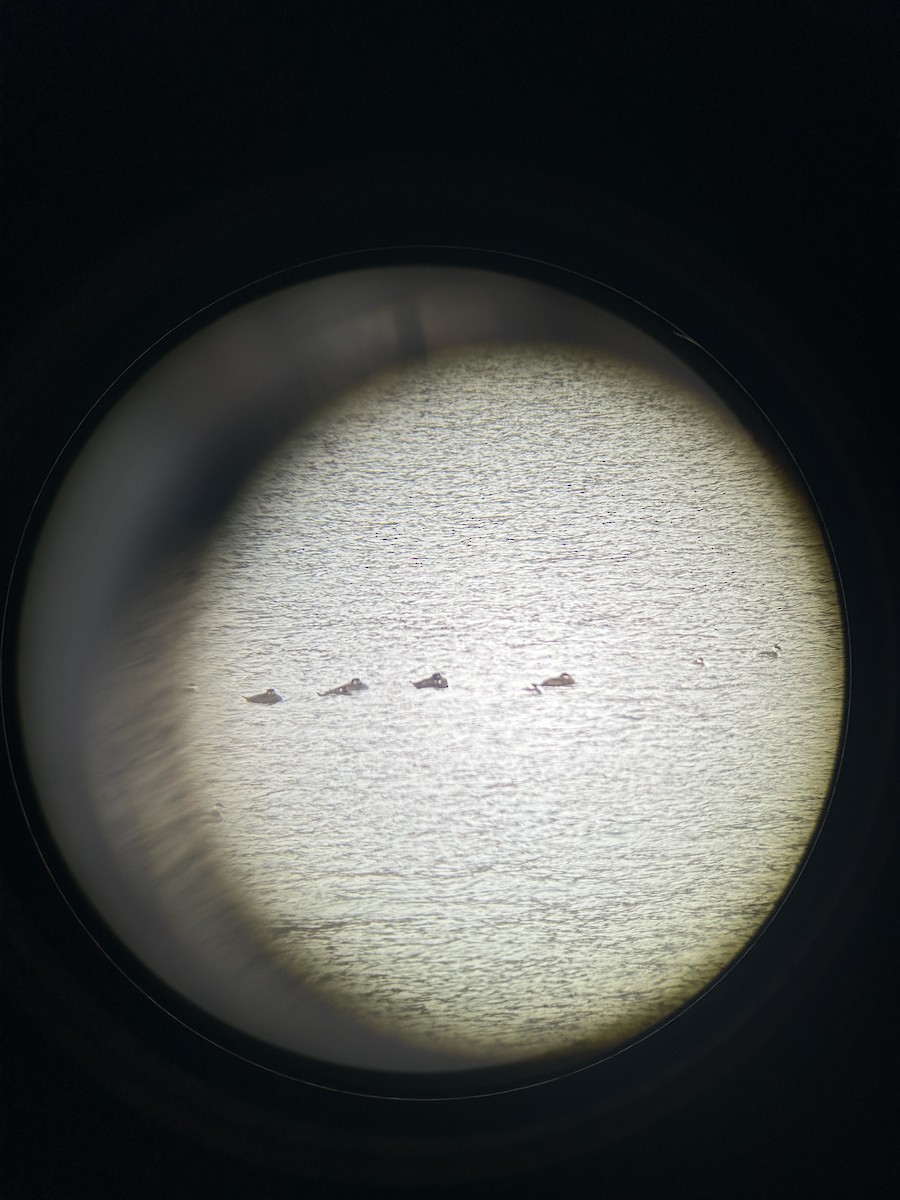 Surf Scoter - ML646596620