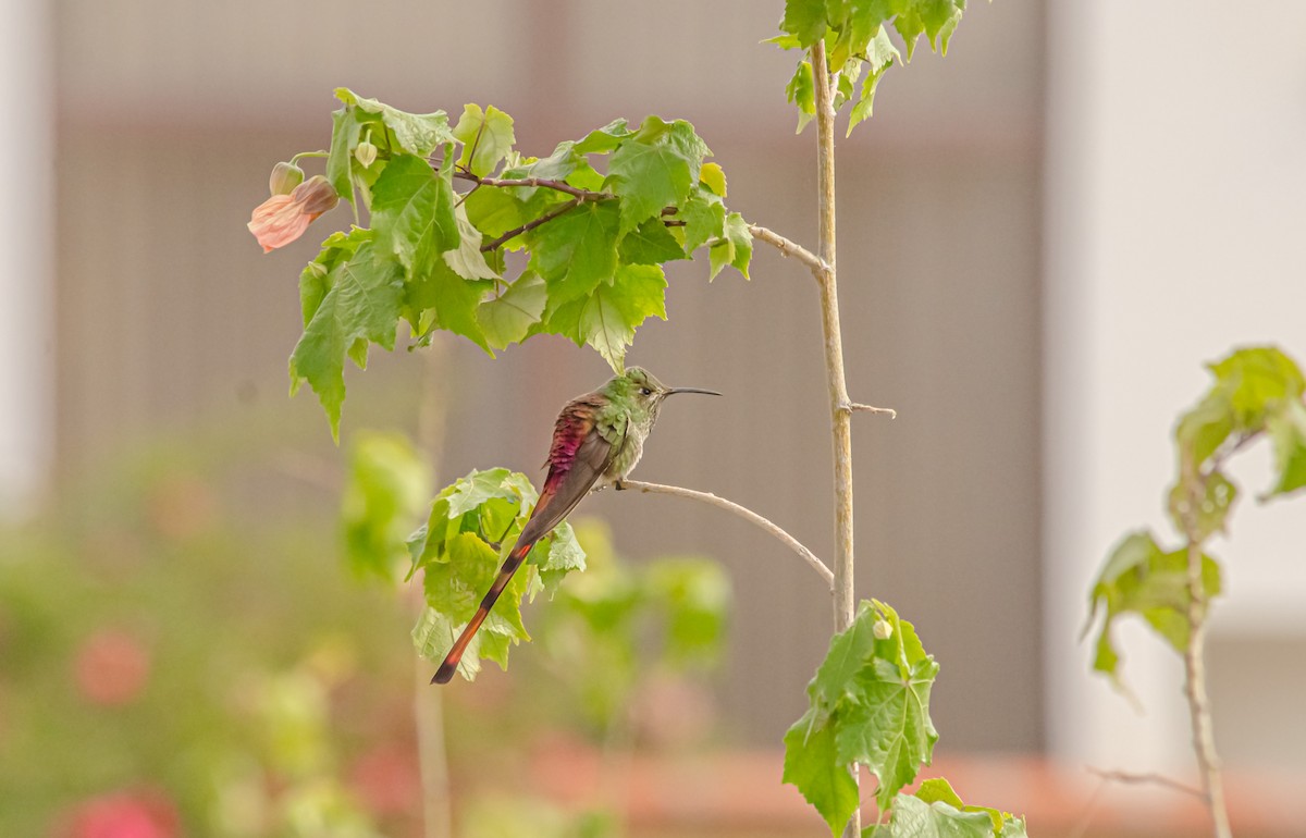 Colibrí Cometa - ML646596621