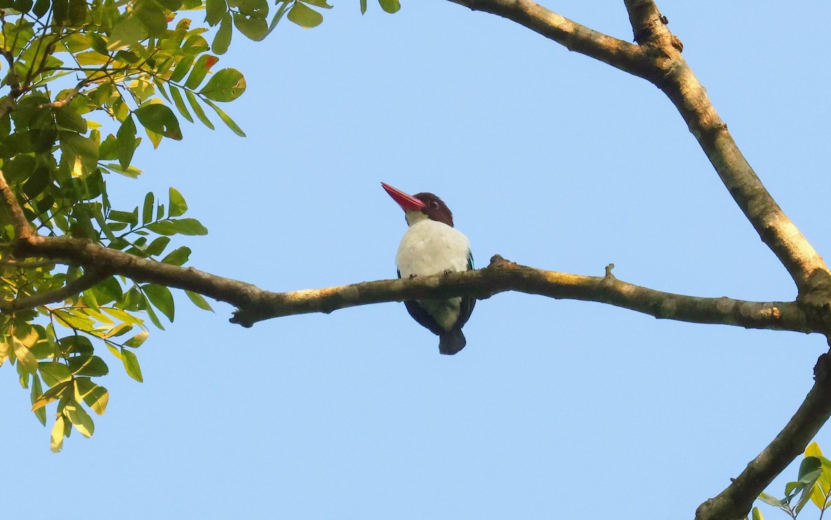 Alción Castaño - ML646596622