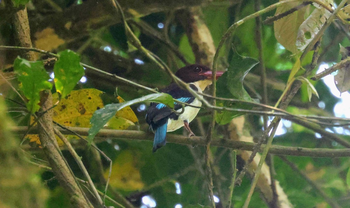 Alción Castaño - ML646596623