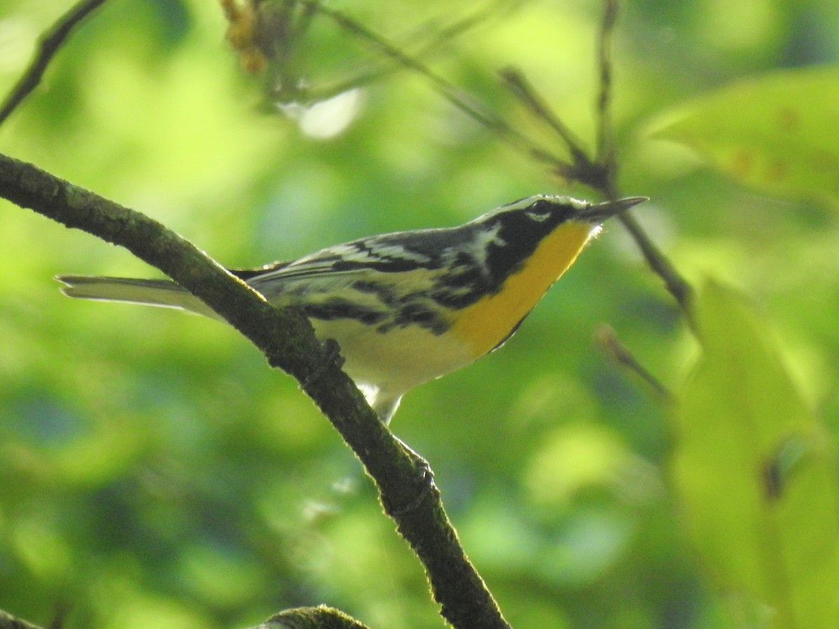 Reinita Gorjiamarilla - ML646596624