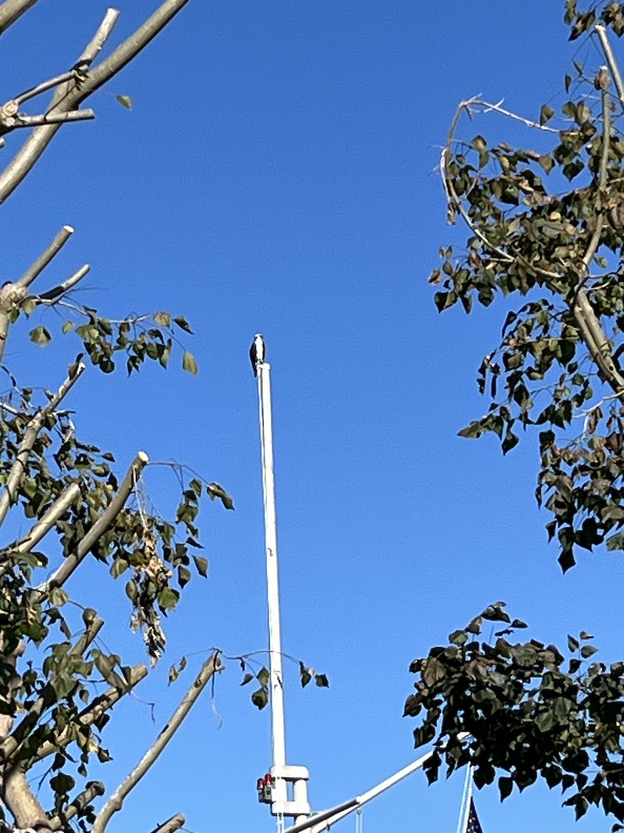 Águila Pescadora - ML646596625