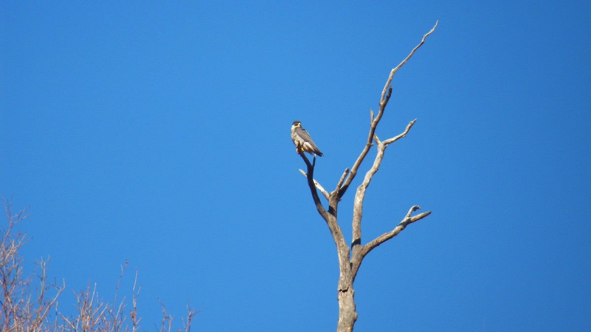 Halcón Peregrino - ML646596626