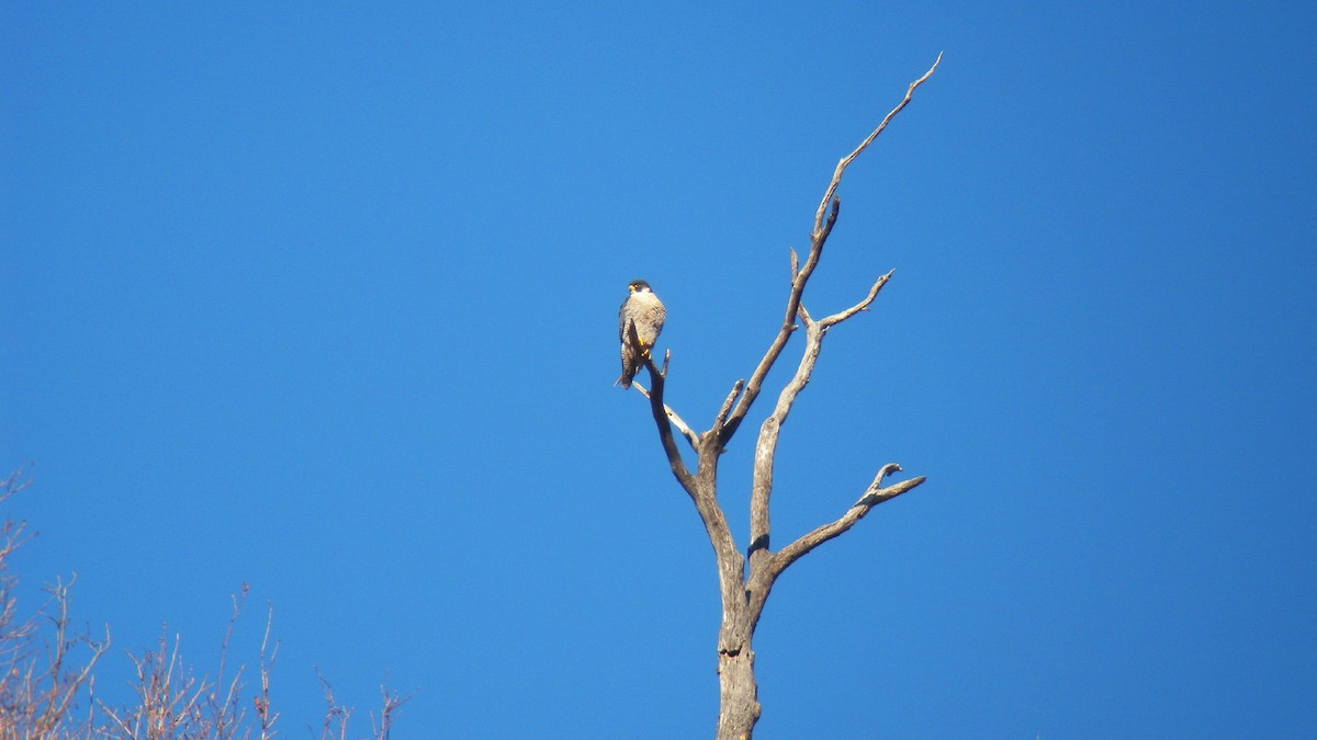 Halcón Peregrino - ML646596627