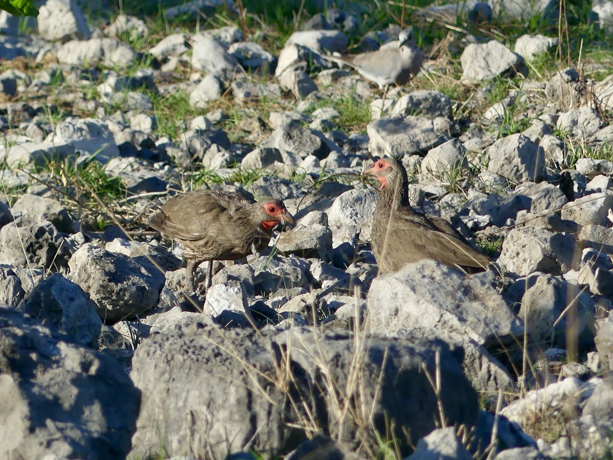 Francolín de Swainson - ML646596628